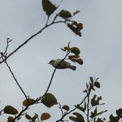 Pycnonotus sinensis formosae