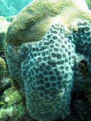 Sea Liver photo 4