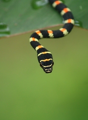 Chrysopelea ornata ornata
