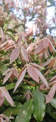 Neolitsea zeylanica