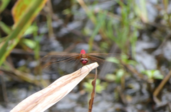 Rhodothemis lieftincki