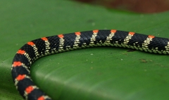 Chrysopelea ornata ornata