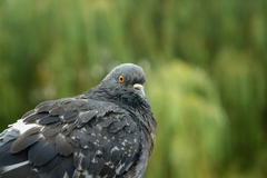 Columba livia domestica
