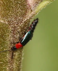 Carphurus cyanopterus