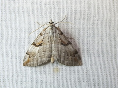 Aplocera praeformata