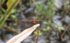 Rhodothemis lieftincki