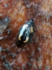 Phyllotreta exclamationis