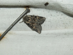 Brachylomia viminalis