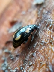 Phyllotreta exclamationis