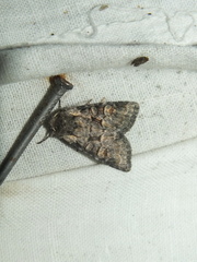 Brachylomia viminalis