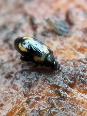 Phyllotreta exclamationis
