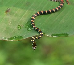 Chrysopelea ornata ornata