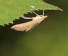 Metasia dicealis