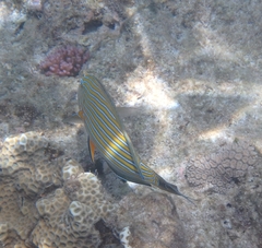 Acanthurus lineatus
