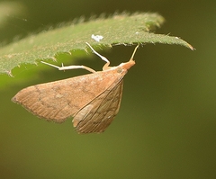 Metasia dicealis