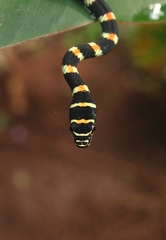 Chrysopelea ornata ornata