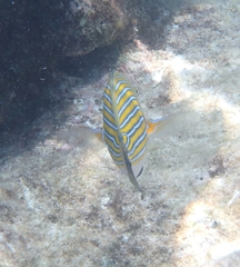 Acanthurus lineatus