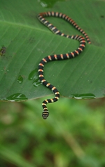 Chrysopelea ornata ornata