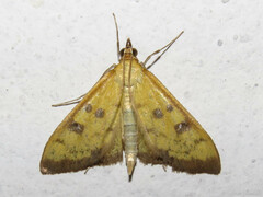 Mecyna trinalis