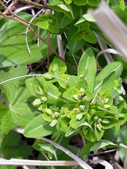 Euphorbia hylonoma