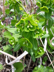 Euphorbia hylonoma
