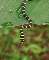 Chrysopelea ornata ornata