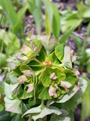 Euphorbia hylonoma
