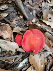 Hygrocybe coccinea