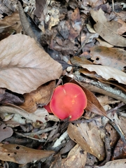 Hygrocybe coccinea