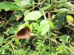 Euploea core