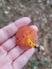 Hygrocybe coccinea