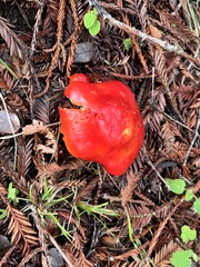 Hygrocybe laetissima