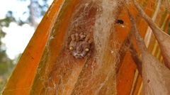 Ordgarius magnificus