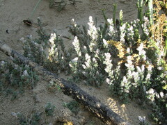 Crucianella maritima