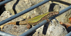 Podarcis muralis maculiventris