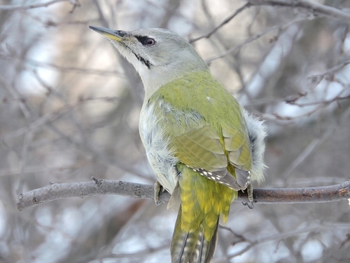 Grey-headed Woodpecker