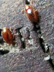 Mycetaea subterranea