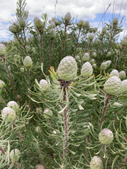 Leucadendron galpinii