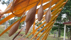 Ordgarius magnificus