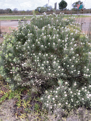 Leucadendron galpinii