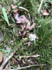 Hydrocotyle geraniifolia
