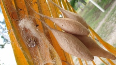 Ordgarius magnificus