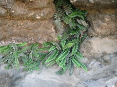Asplenium marinum