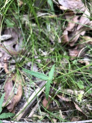 Hydrocotyle geraniifolia