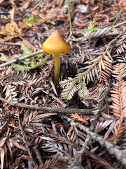 Hygrocybe singeri