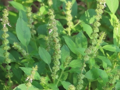 Ocimum tenuiflorum