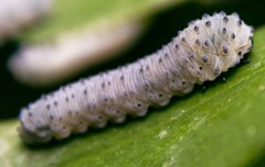 Phymatocera aterrima