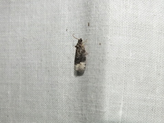 Apotomis betuletana