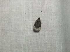 Apotomis betuletana