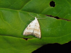 Nola cristatula